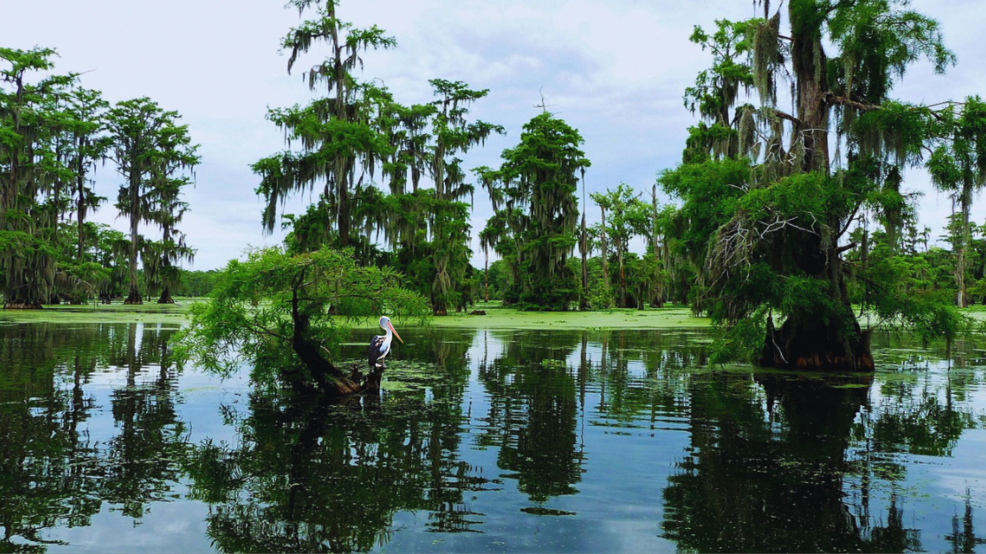 Cajun Nation - Cajun Coast - Swamp- Louisiana - Pelican - Cypress Trees